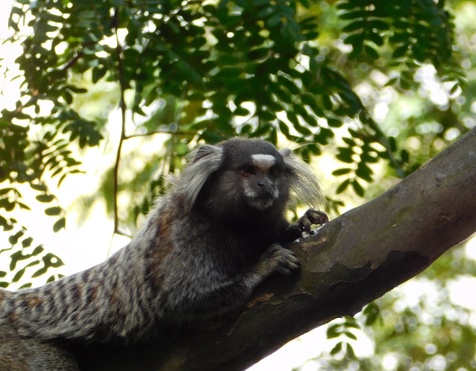 brown monkey on tree branch during daytime