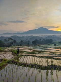 A person wearing a traditional hat walks through lush, green rice paddies that are reflected in the water. In the background, a misty landscape features rolling hills and a distant mountain, under a sky painted with soft hues of sunrise or sunset.