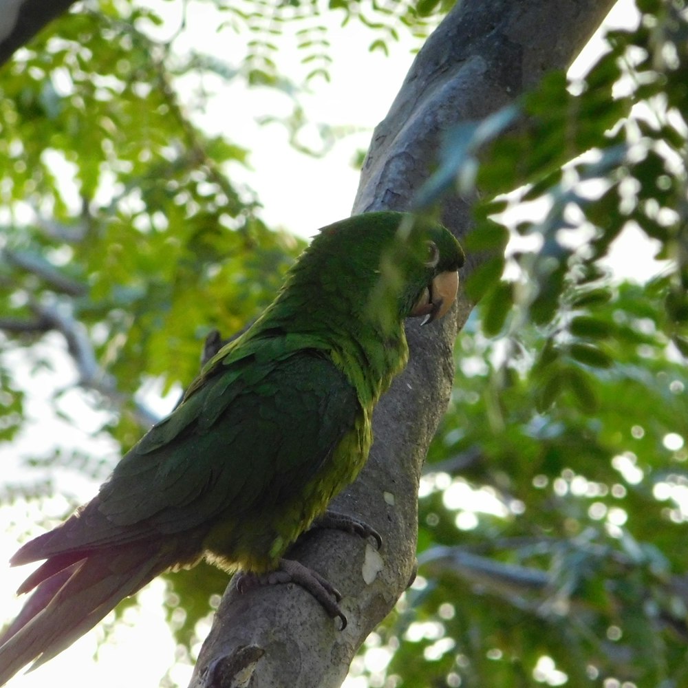 green parrot on brown tree branch during daytime