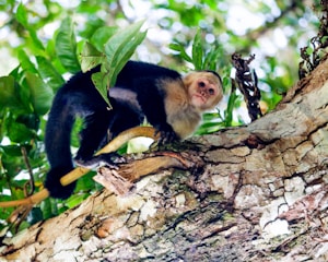 A caretaker gently brushing a capuchin monkey's fur in a sunny sanctuary setting.