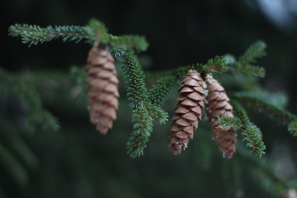 green and brown plant in close up photography