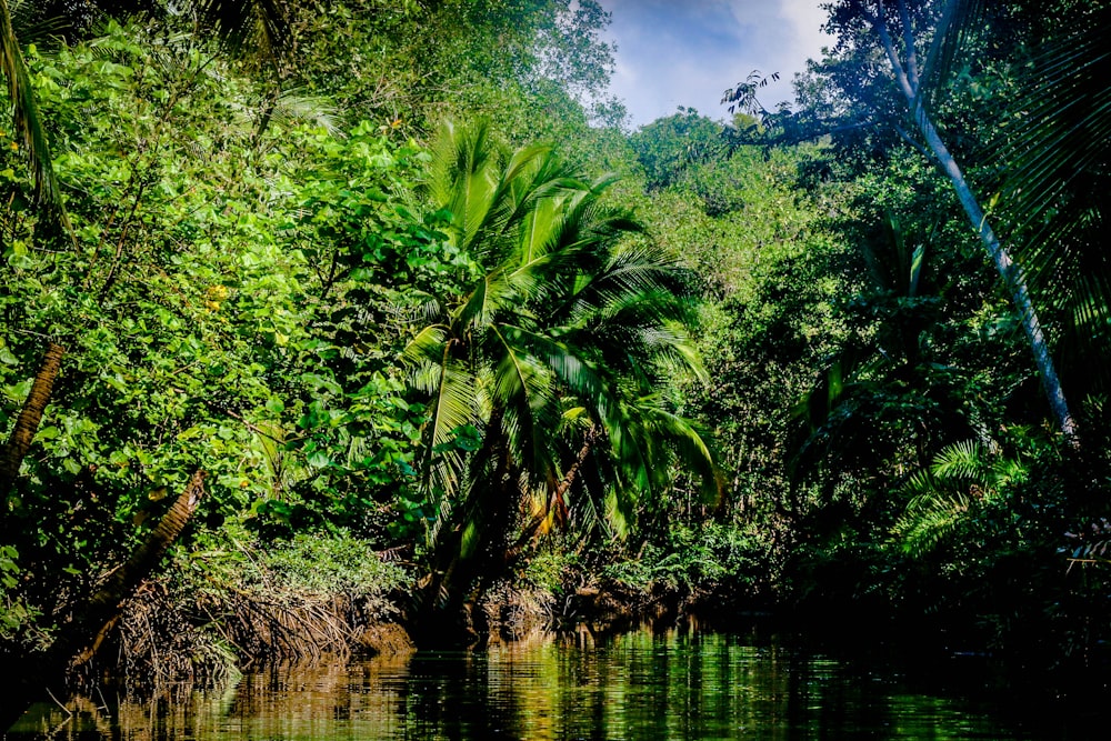 green trees beside body of water during daytime