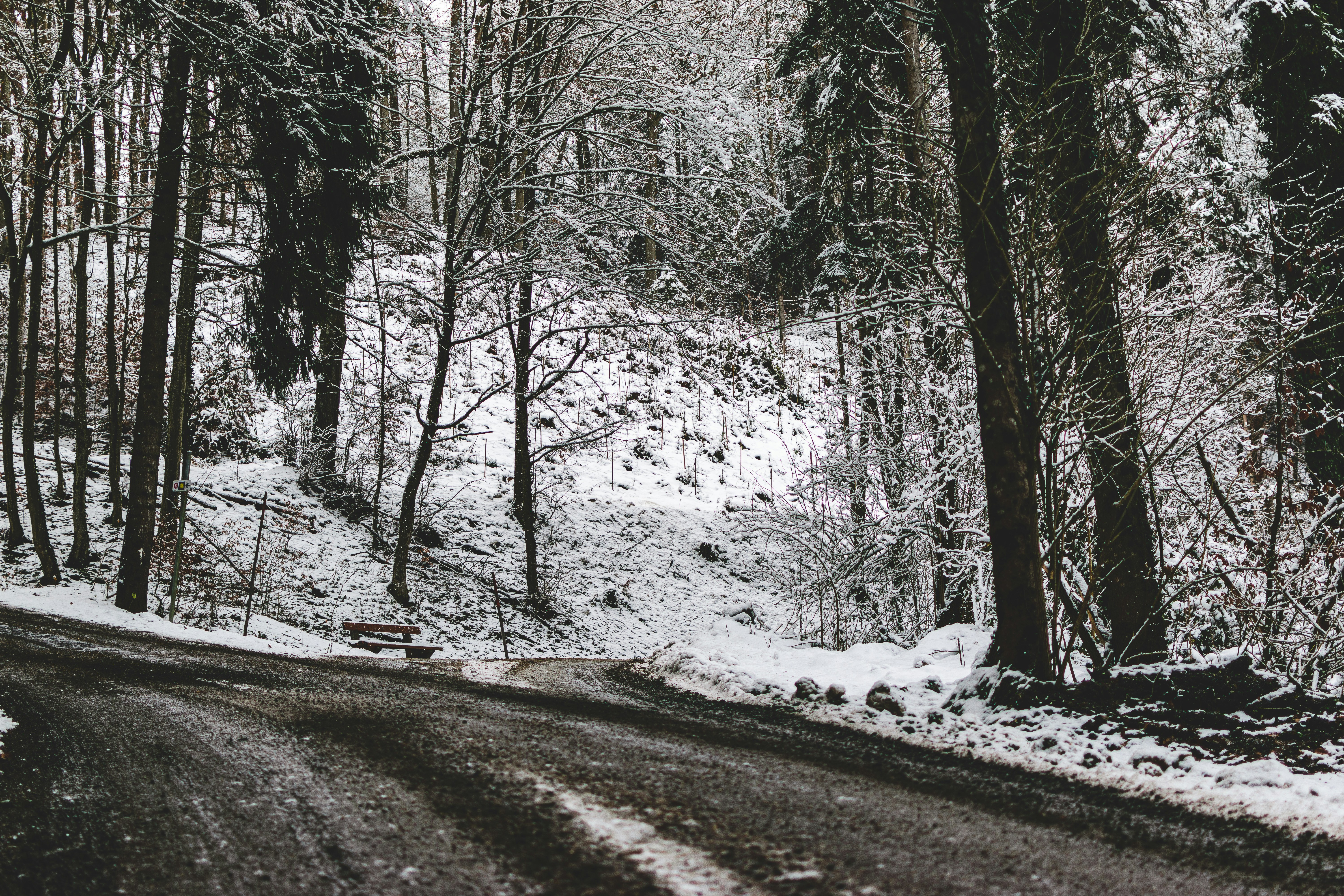snow covered trees and road during daytime