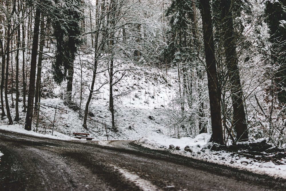 snow covered trees and road during daytime