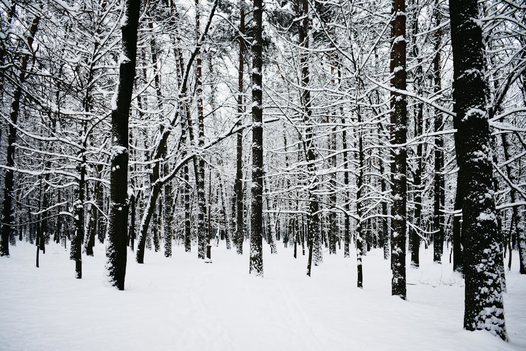 snow covered trees during daytime