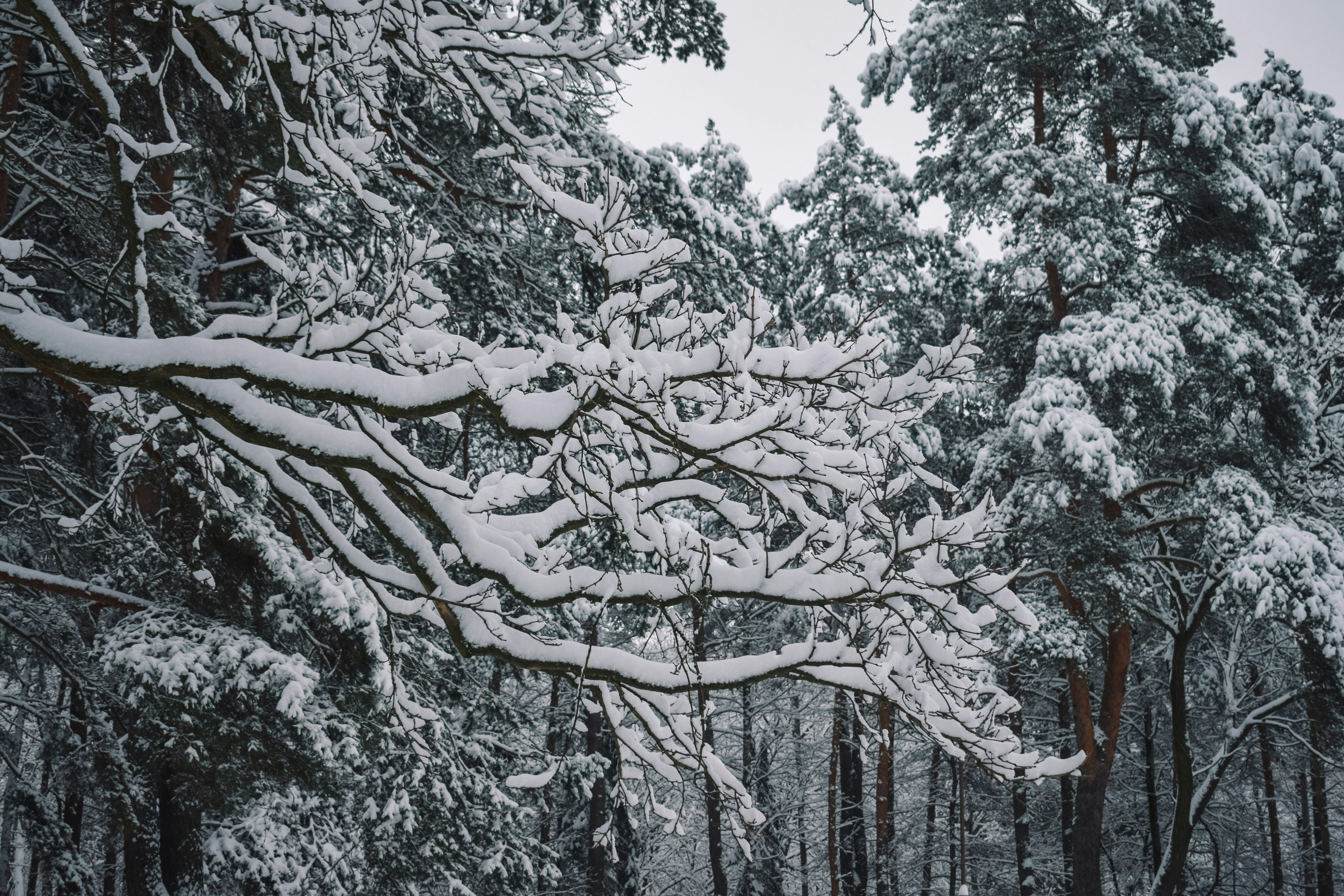 Photo by darya_tryfanava