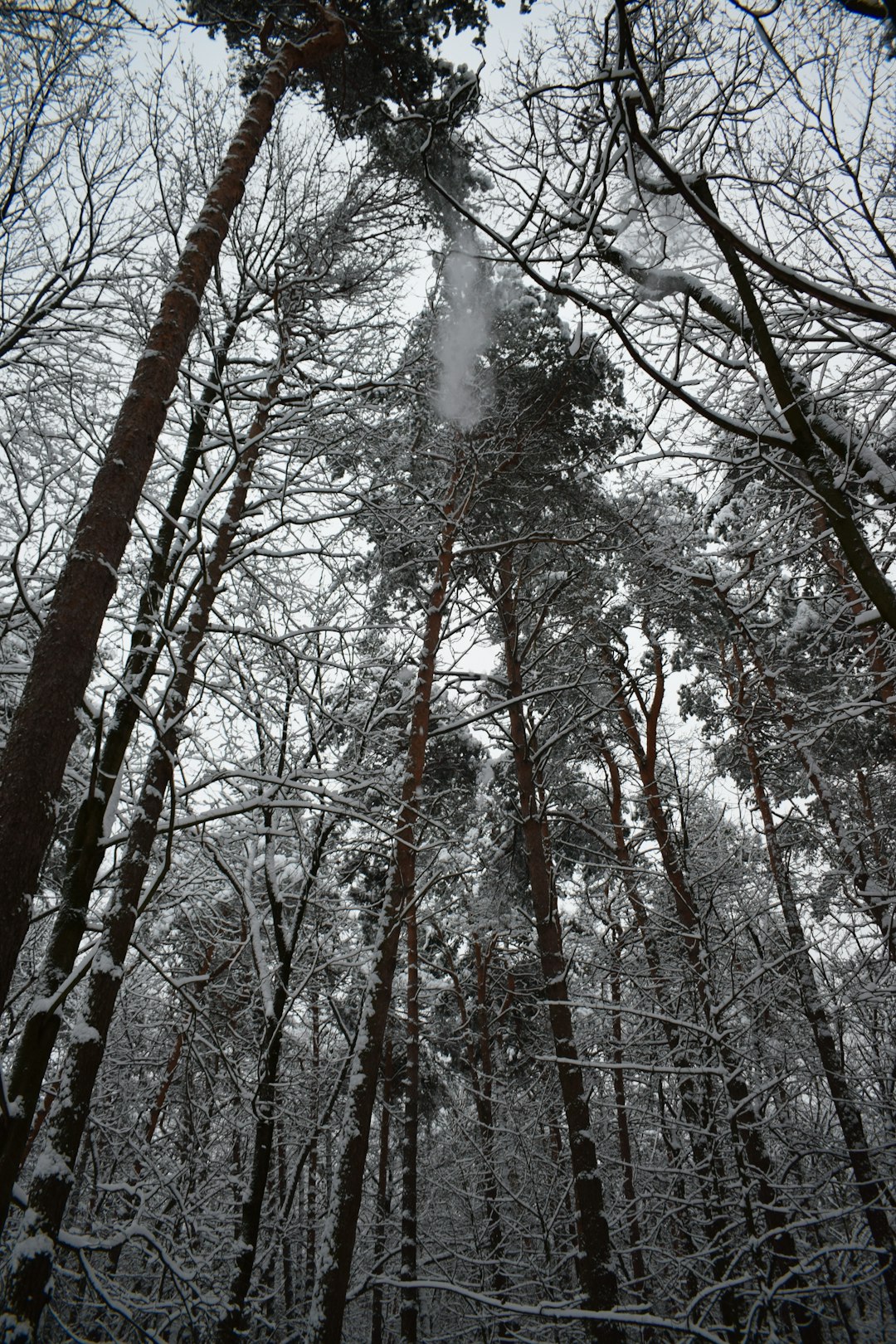 brown bare trees under white sky during daytime