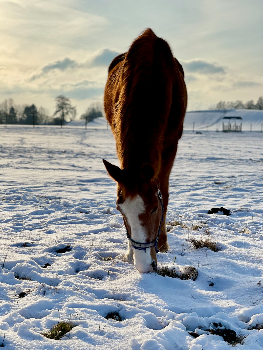 brown horse on snow covered ground during daytime