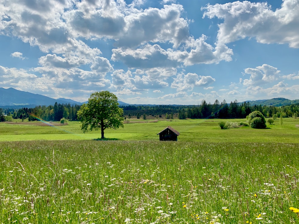 green grass field with green trees under blue sky and white clouds during daytime