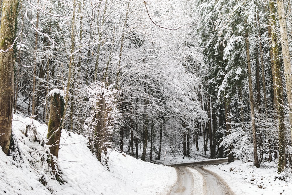 snow covered trees during daytime