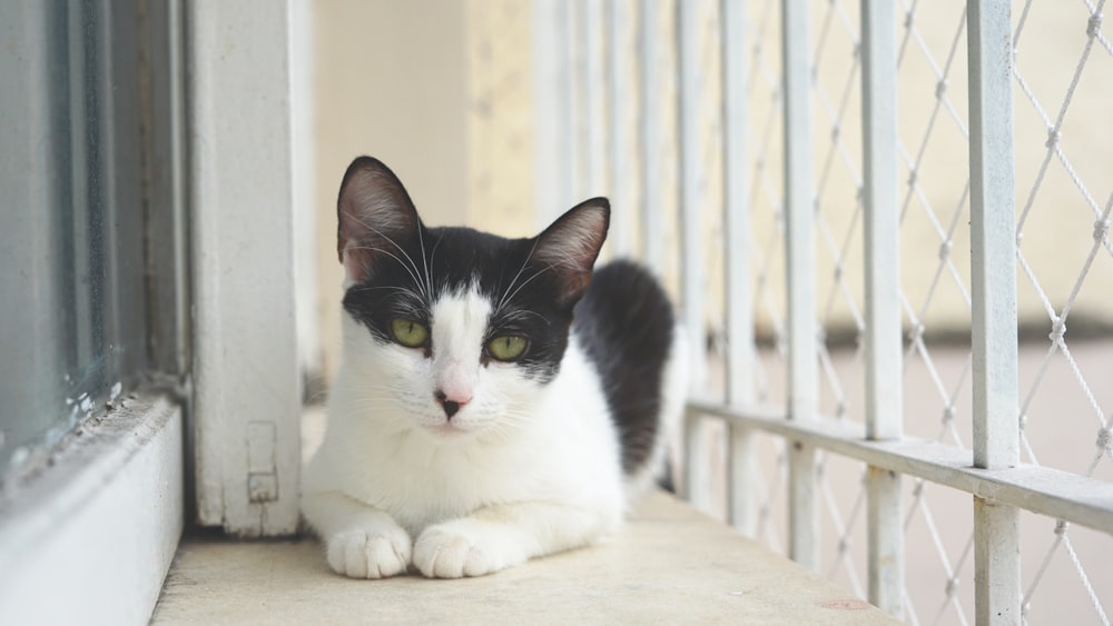 white and black cat on white wooden table