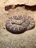 A striking ball python resting on a rock.