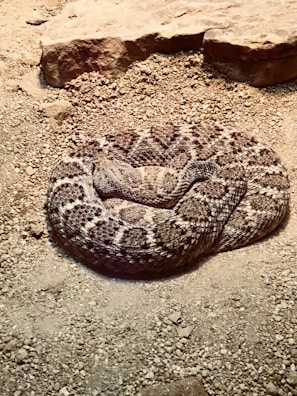 A striking ball python resting on a rock.