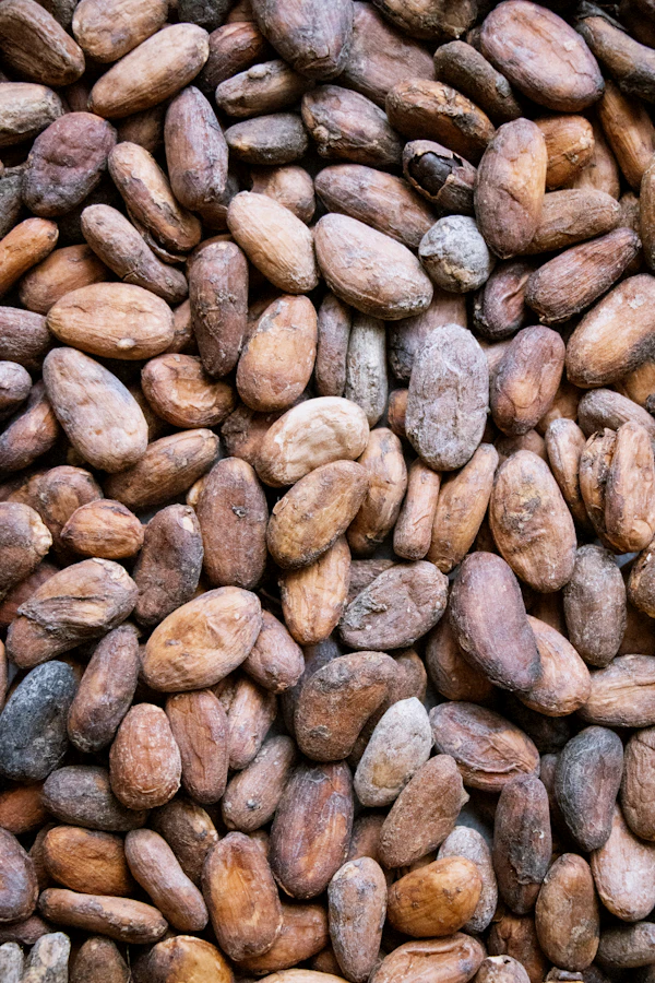 Roasted cocoa beans photographed close up