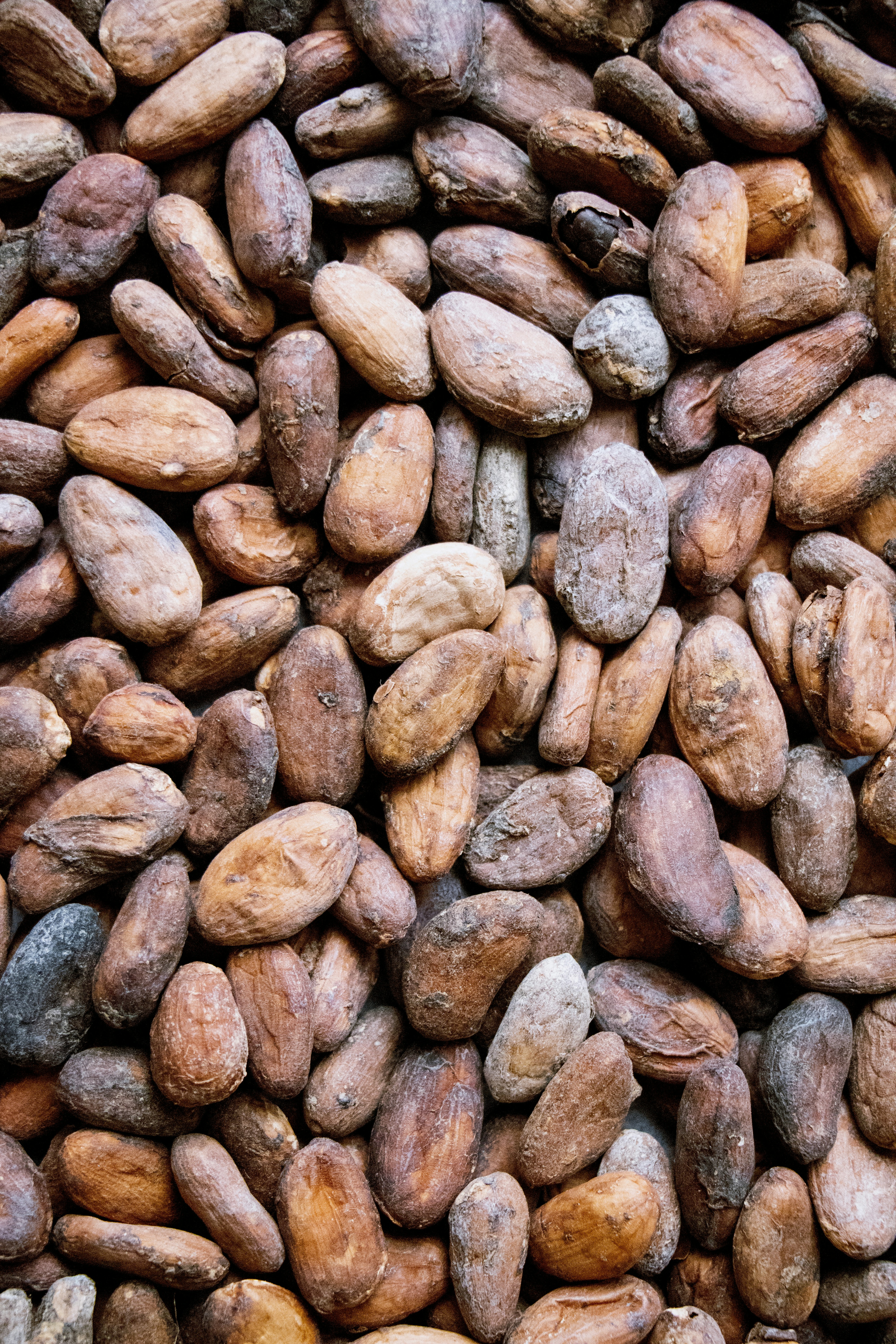 Cacao bean