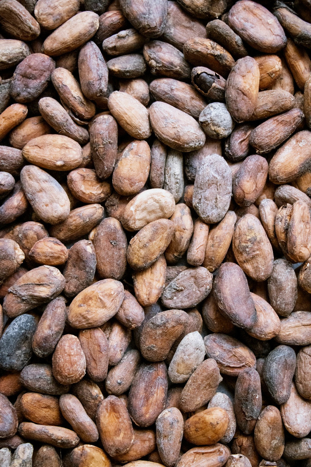 Cacao puro