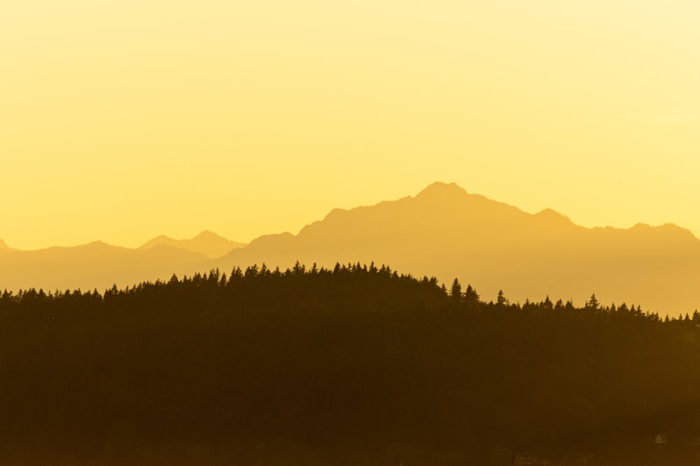 silhouette of trees during sunset