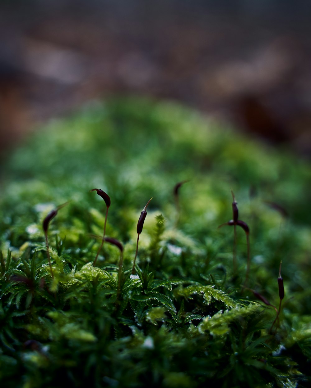 green grass in macro lens photography