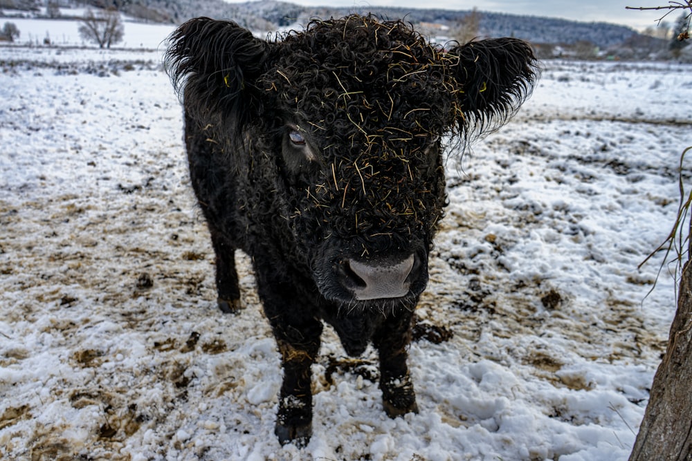 black yak on white snow covered ground during daytime