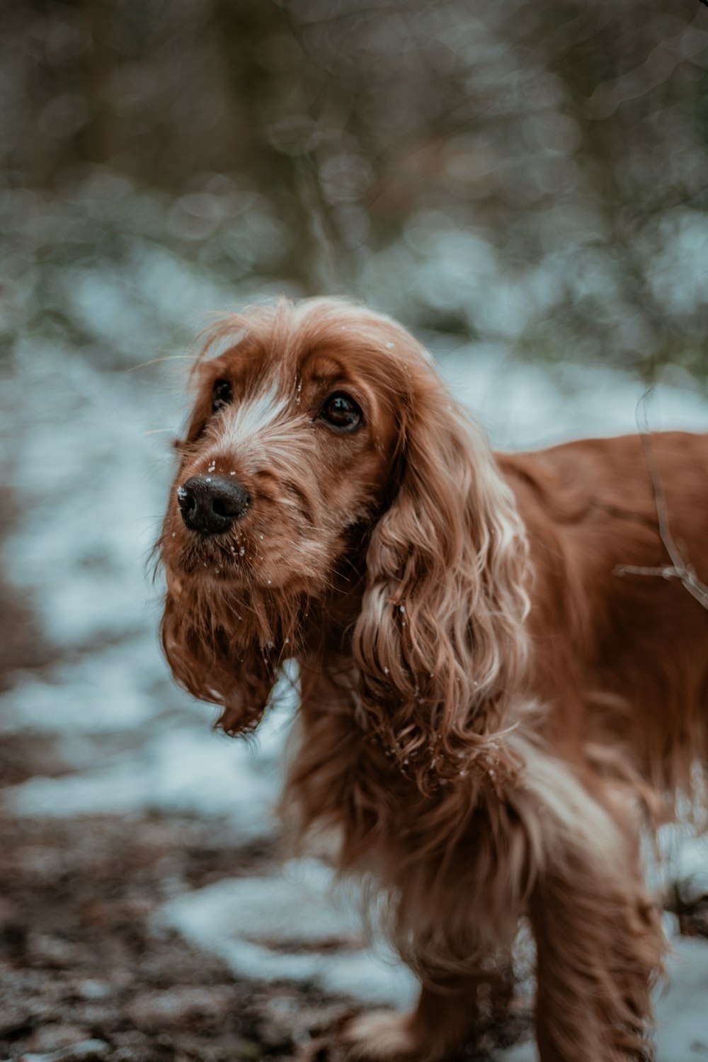 brown long coated small dog