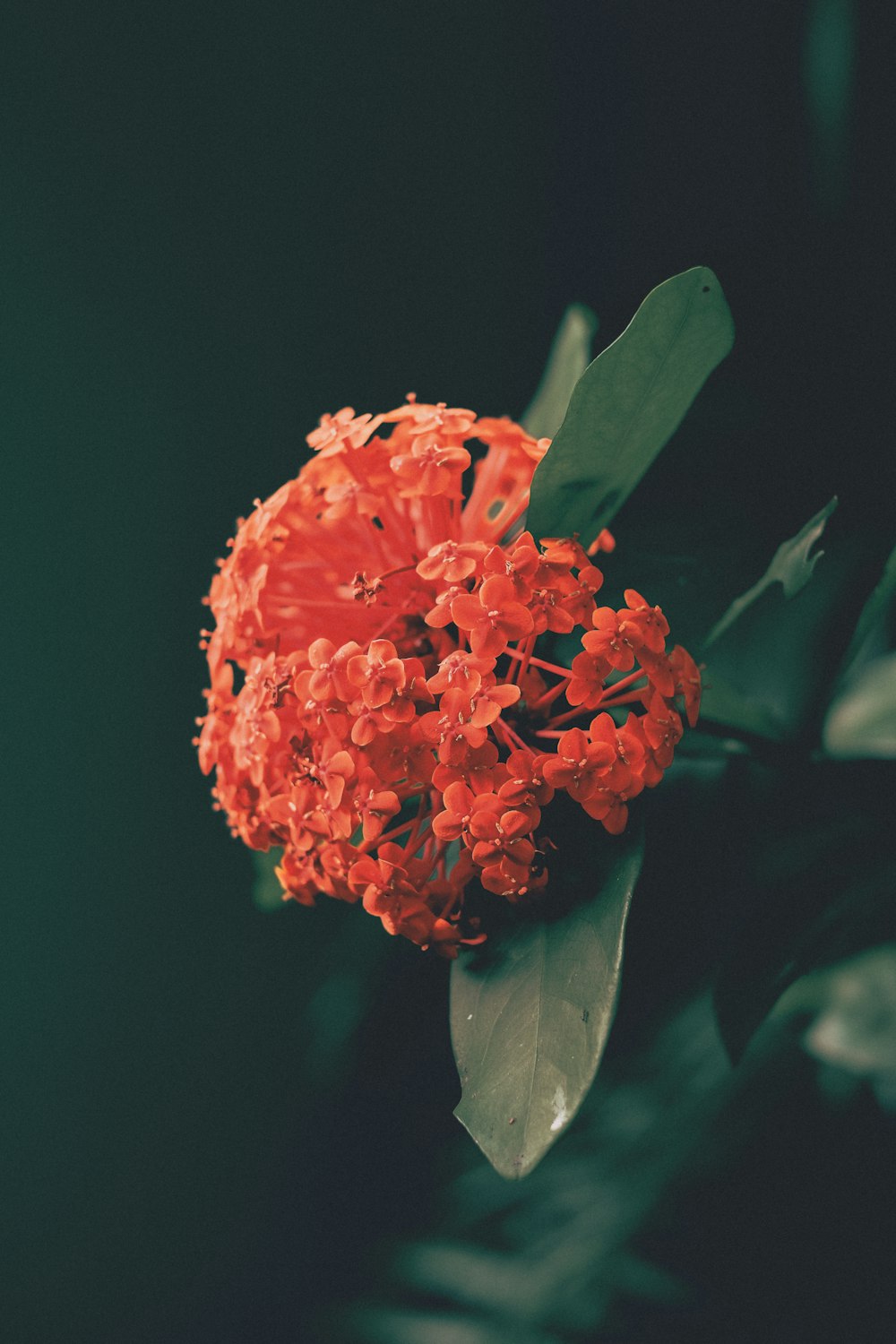 red flower in black background