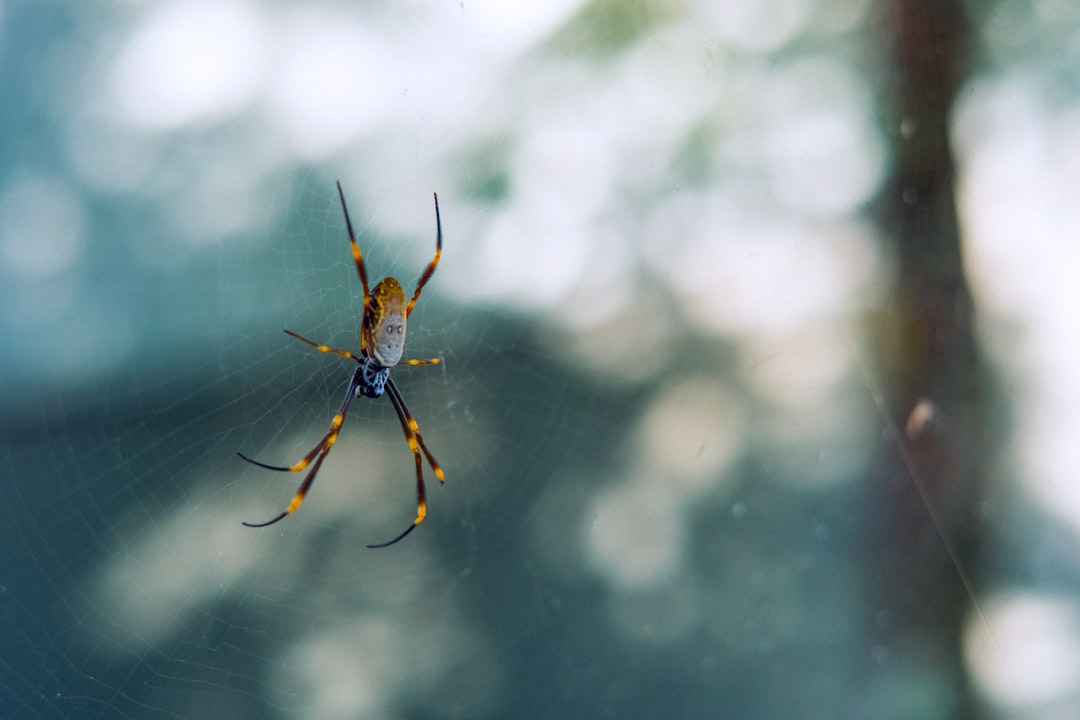 brown and black spider on web in close up photography