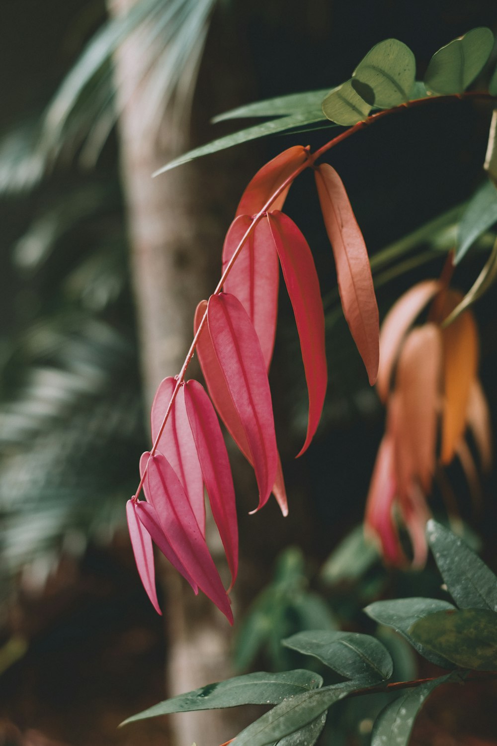 pink and red flower in tilt shift lens