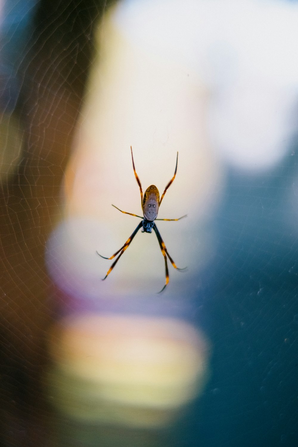 brown and black spider on web in close up photography