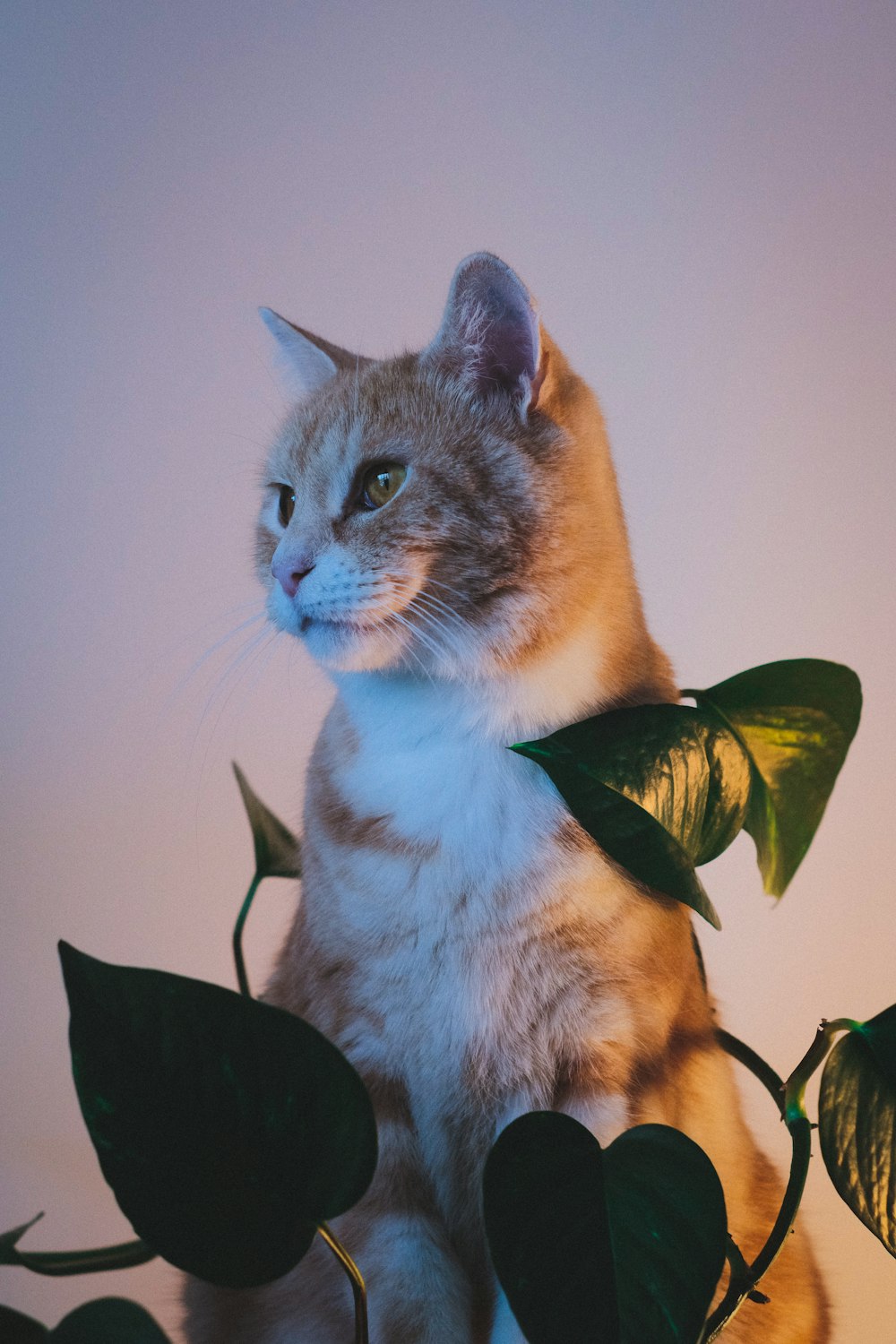 orange and white cat on black textile