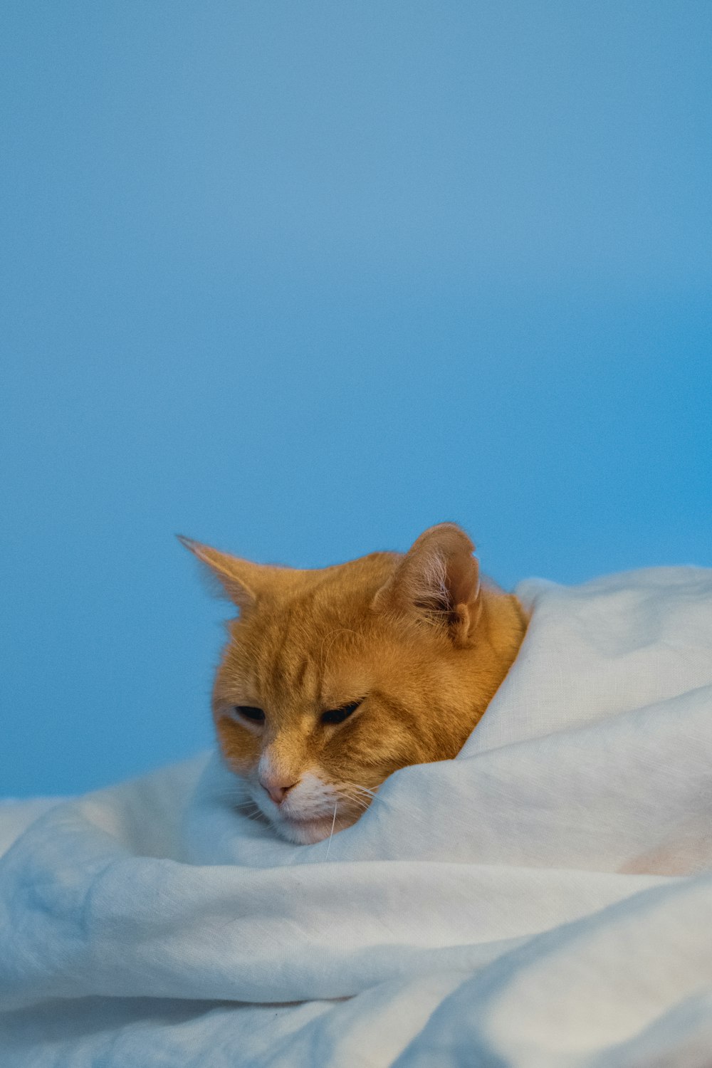 orange tabby cat on white textile