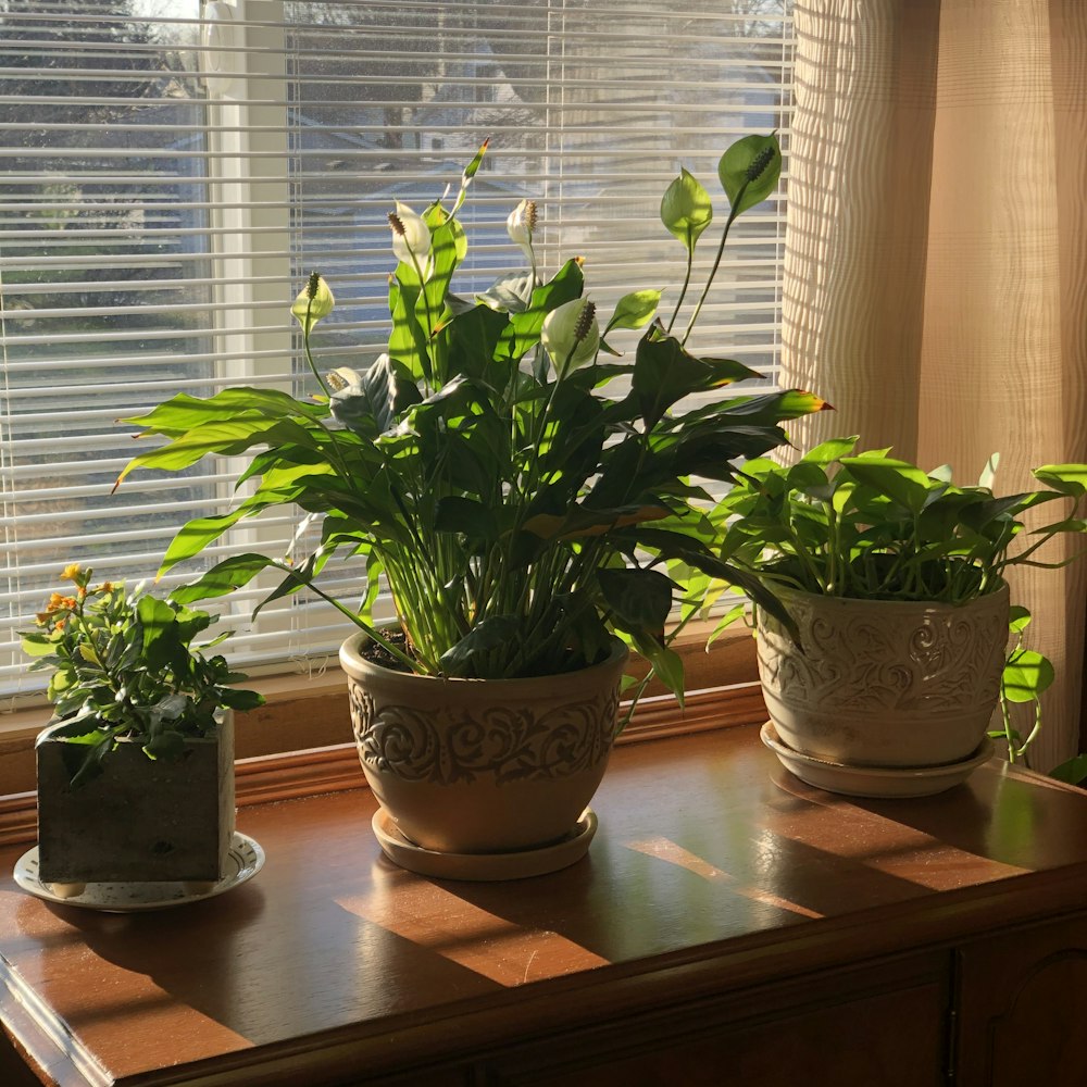 green plant on brown clay pot