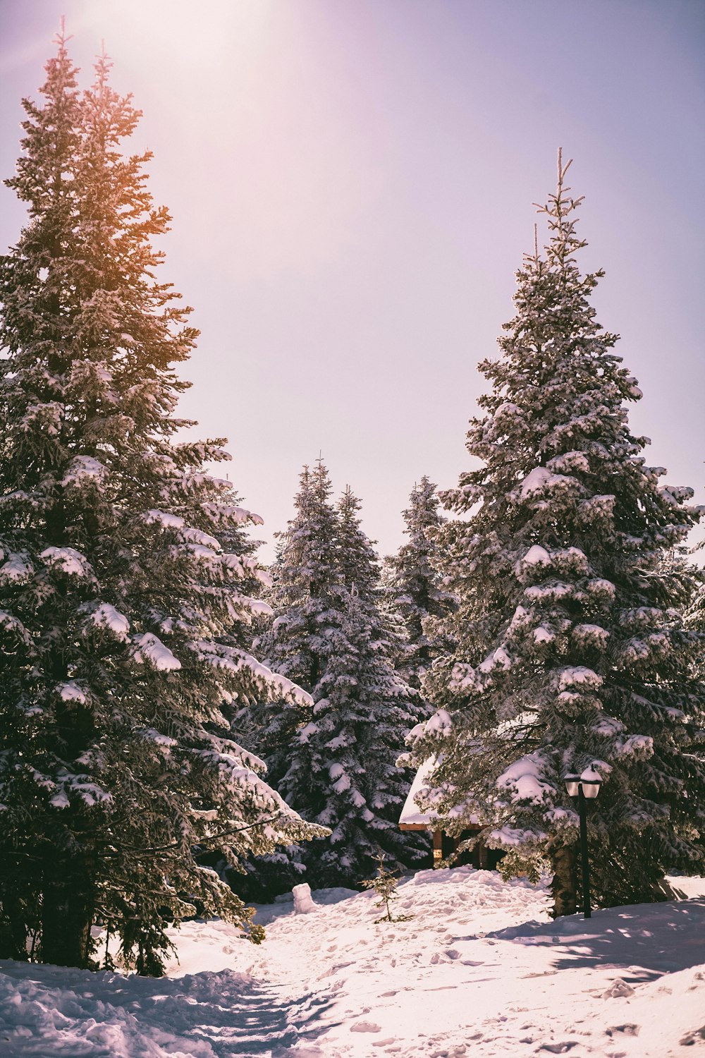 snow covered pine trees under white cloudy sky during daytime