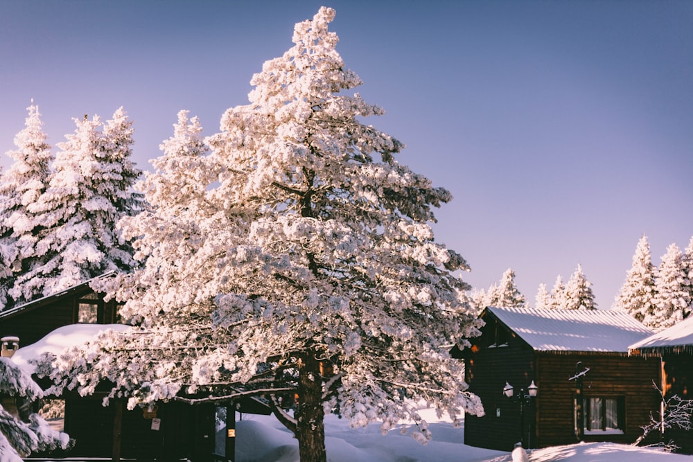 white and brown tree under blue sky during daytime