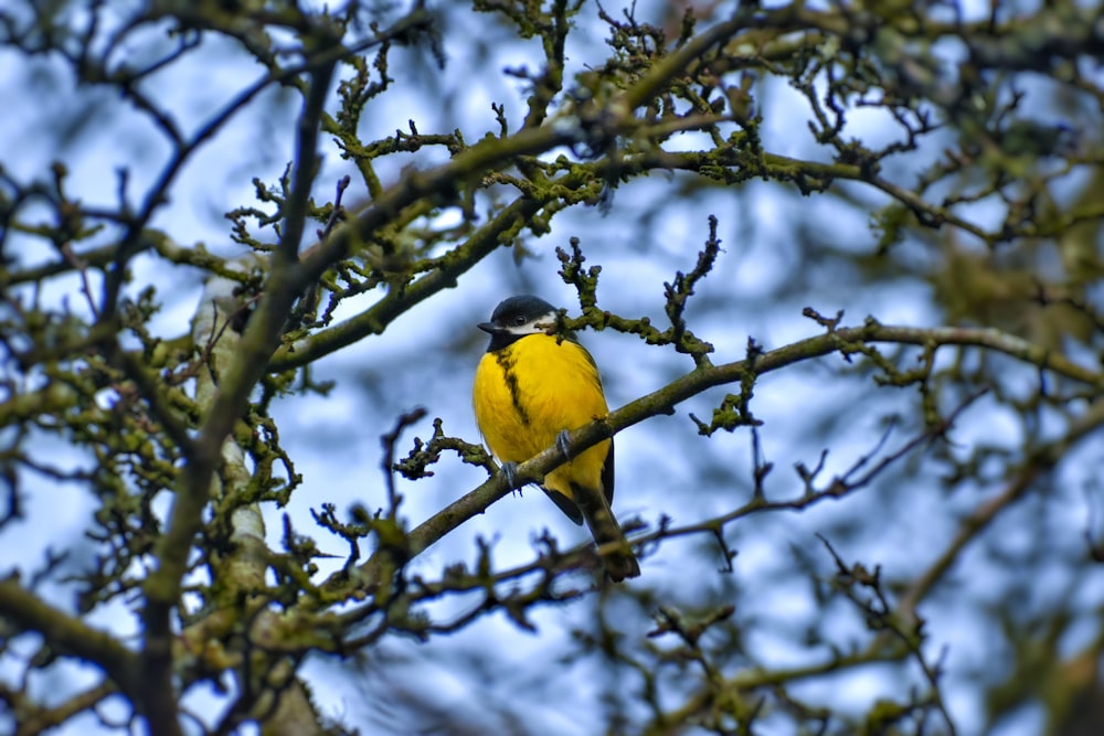 yellow bird on brown tree branch during daytime