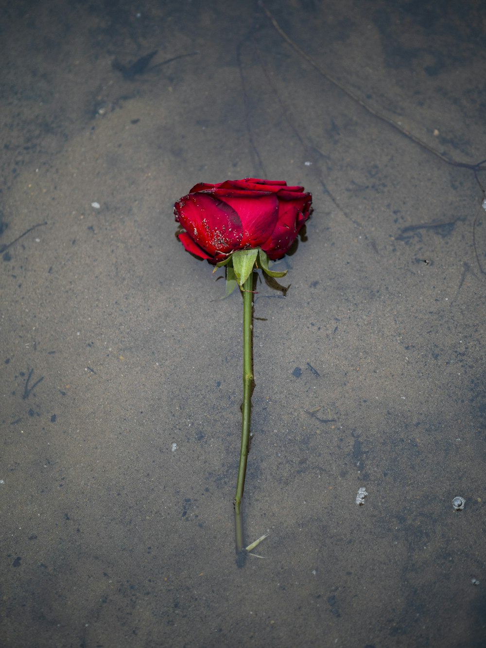 red rose on gray surface