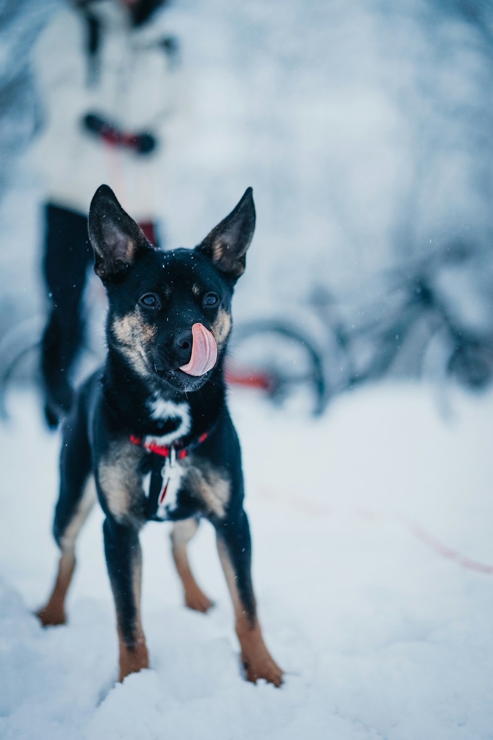 日中の雪に覆われた地面の黒と黄褐色のショート�コート犬