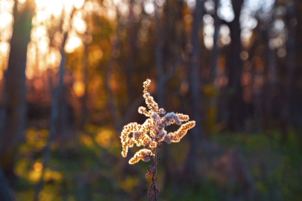 brown dried flower in tilt shift lens