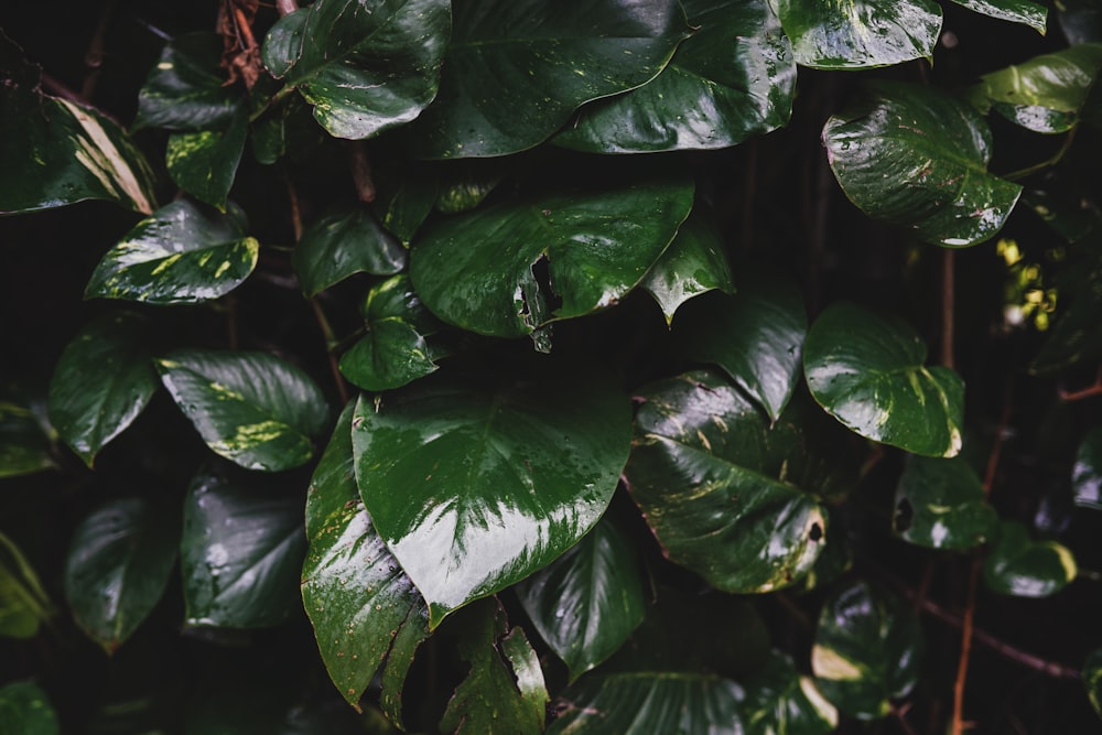 green leaves with water droplets