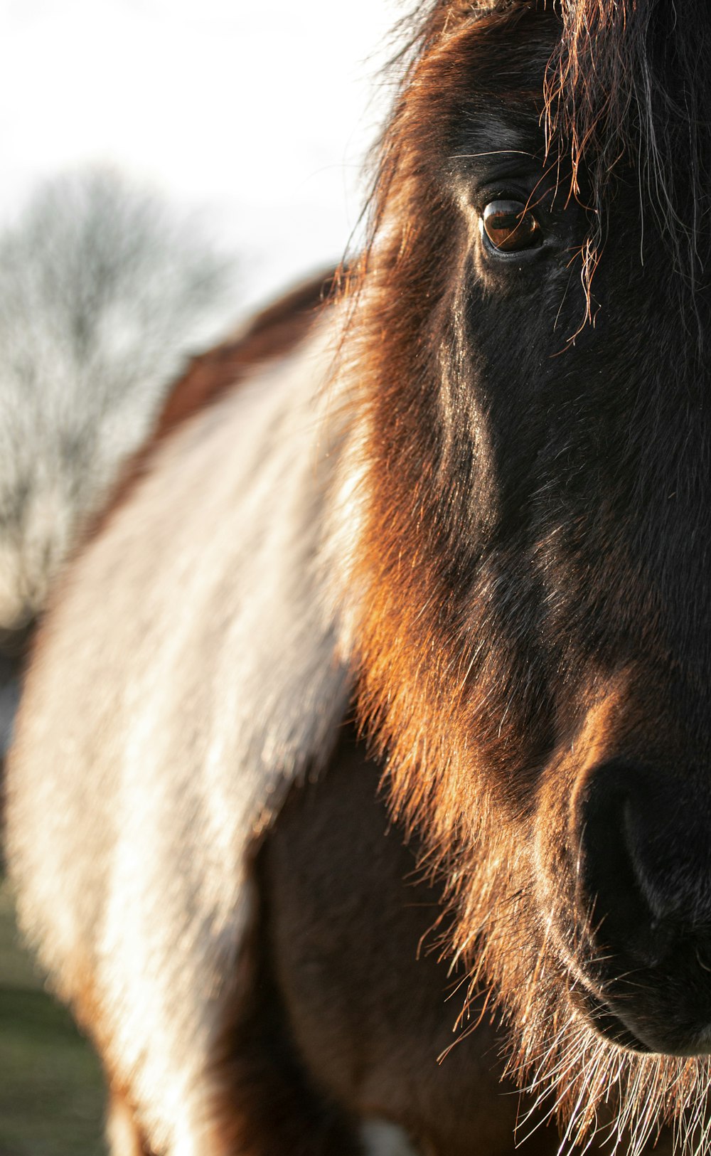 brown horse in close up photography