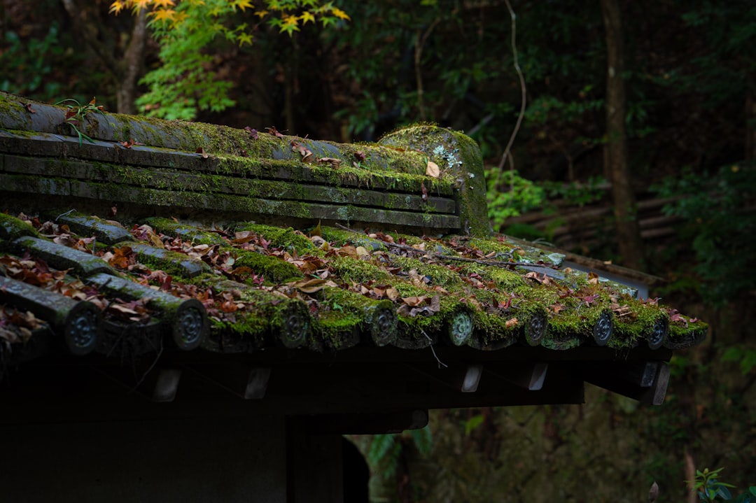 Exploring Kyoto's Hidden Gems 7 Off-the-Beaten-Path