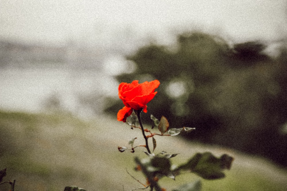 red flower in tilt shift lens