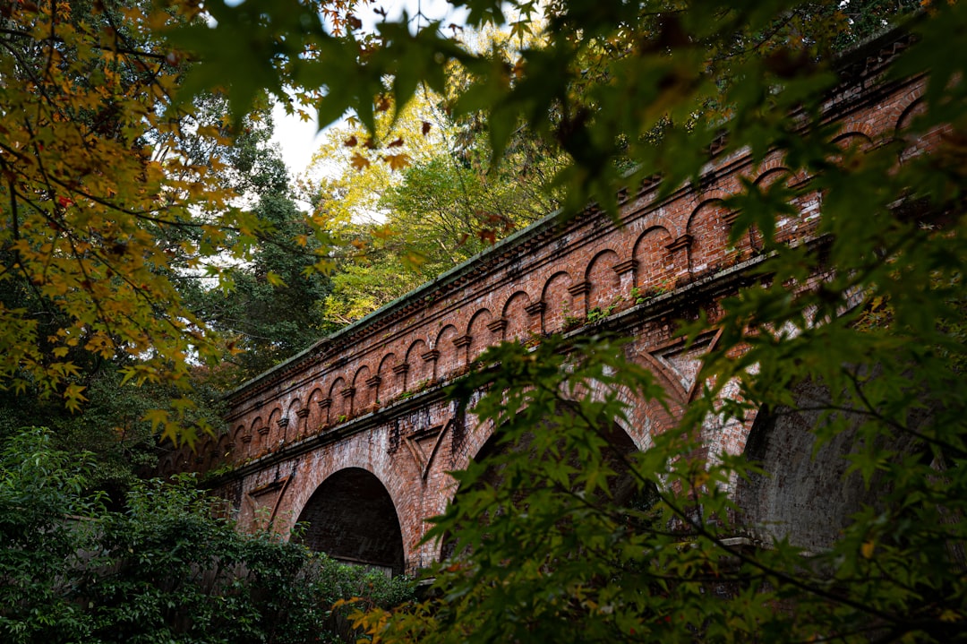 green trees on brown concrete bridge