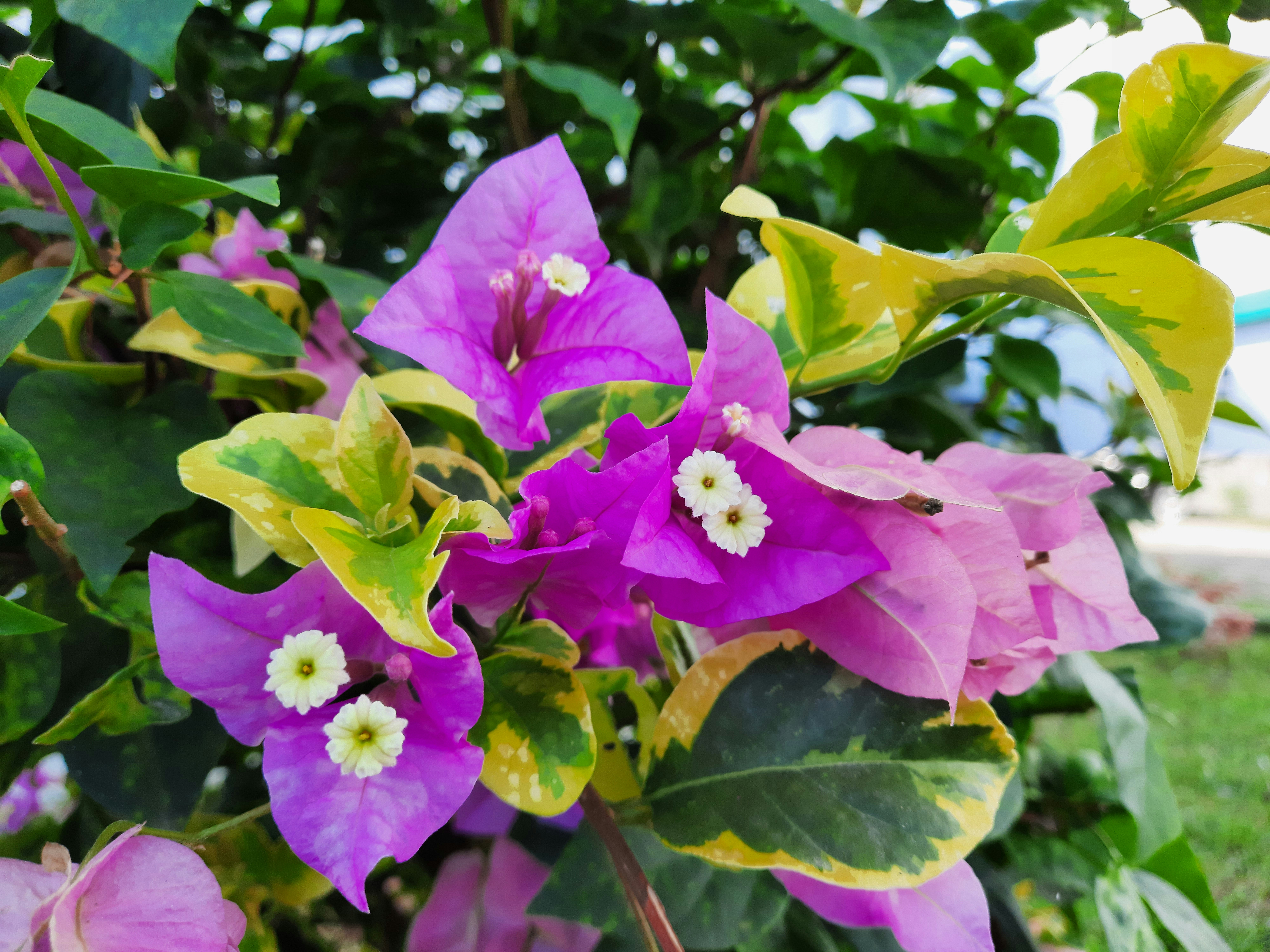 The Allure of Bougainvillea Pink: A Gardener's Delight