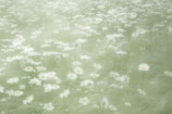 A serene landscape featuring a field of blooming daisies.