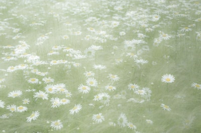 A serene landscape featuring a field of blooming daisies.