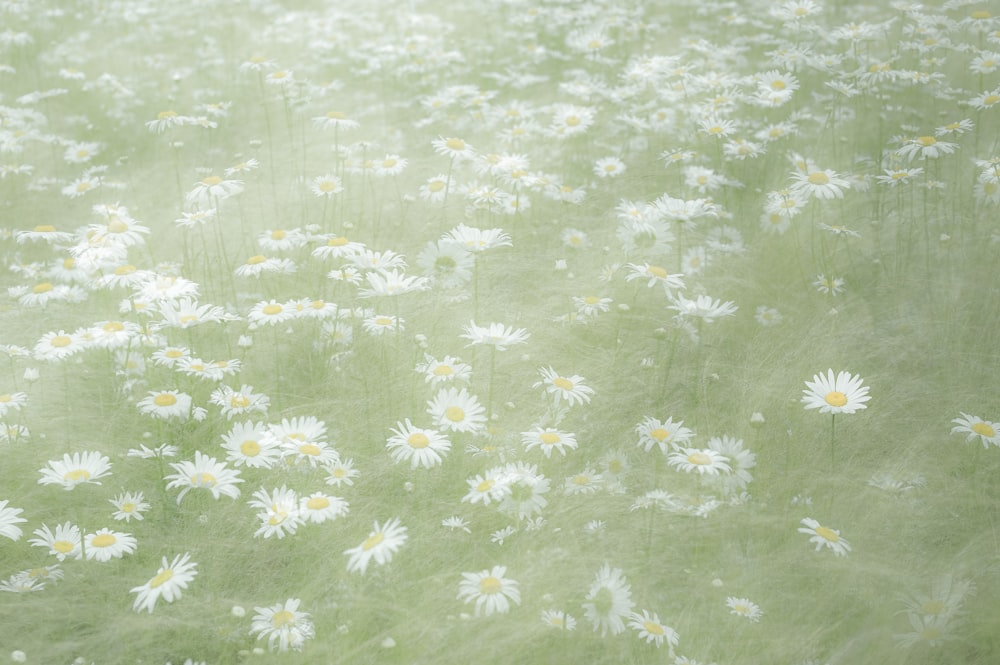 champ de fleurs blanches et violettes