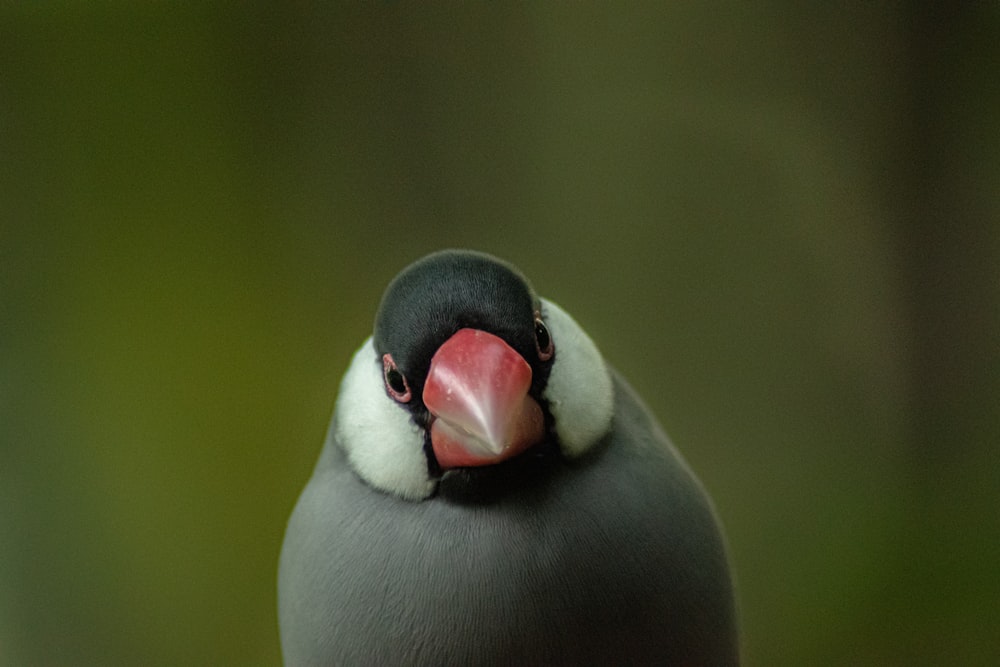 クローズアップ写真の白と黒のペンギン