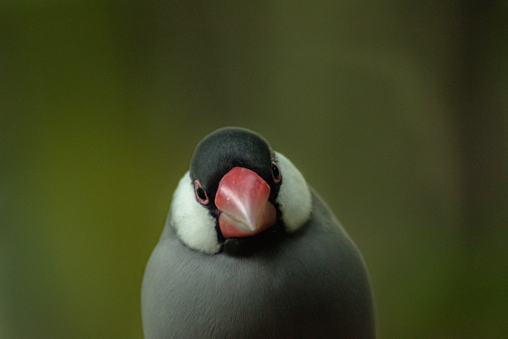 Pingüino blanco y negro en fotografía de primer plano