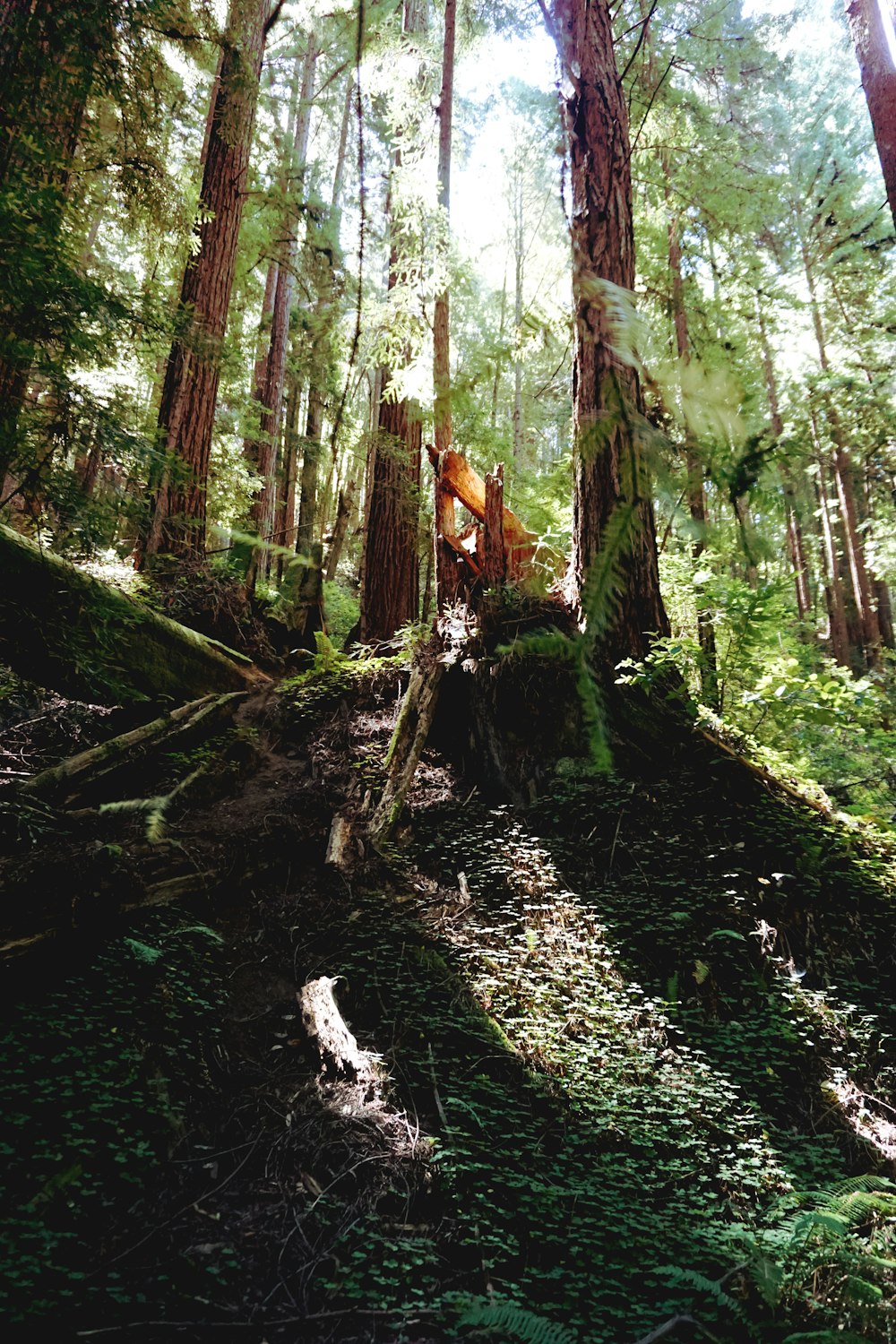 person in orange jacket walking on forest during daytime