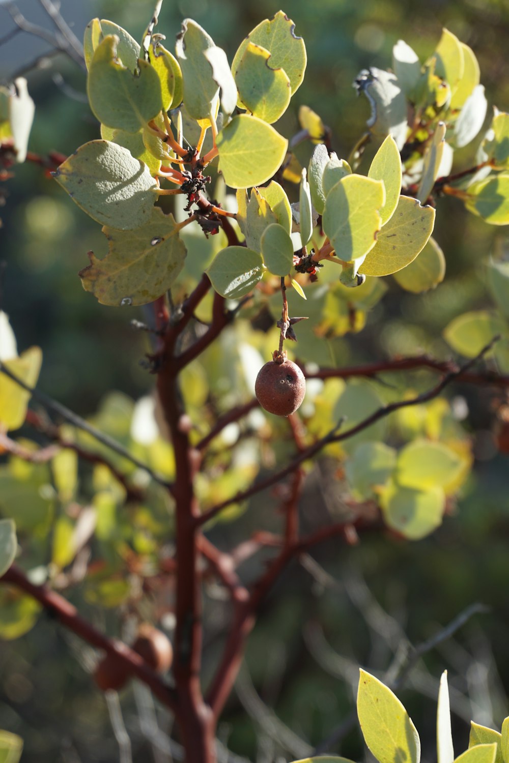 green and brown leaves during daytime